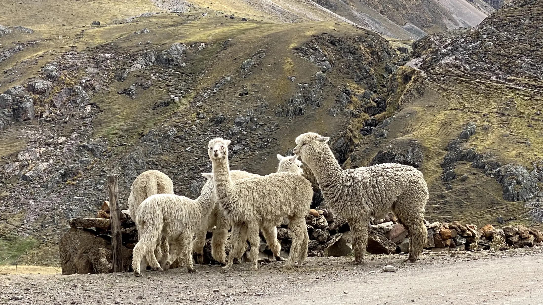 Alpacas blancas junto a un muro de piedra, en un camino de tierra entre cerros.