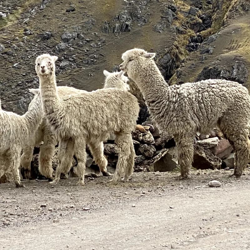 Alpacas de vellón crema junto a un muro bajo de piedra, al borde de un camino de tierra.