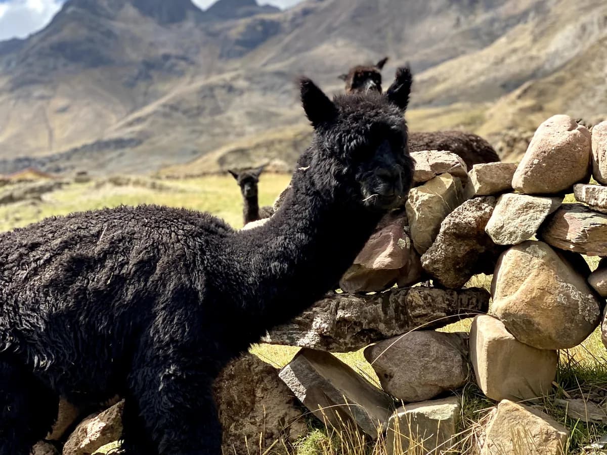 Alpaca huacaya de fibra negra y rizada, junto a un muro de piedra.