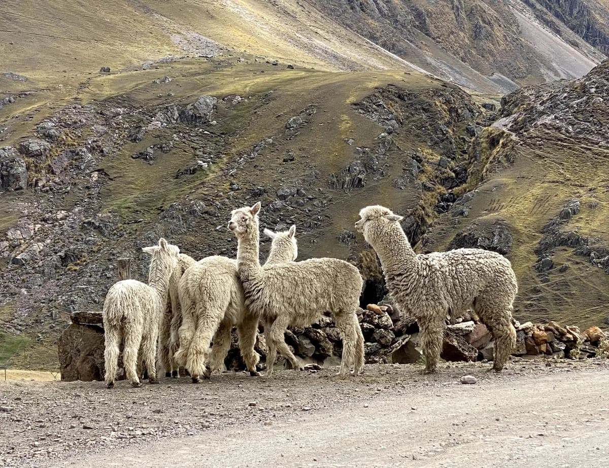 Grupo de alpacas de fibra blanca junto a un muro de piedra, al pie de un cerro.